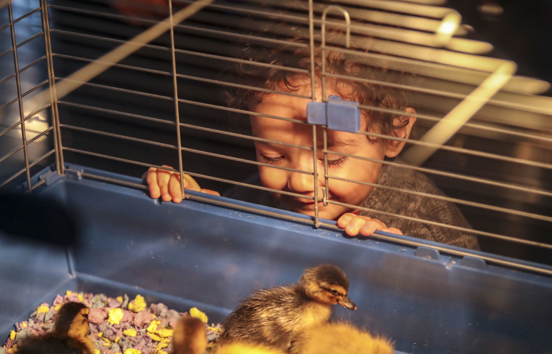 041419-mda-nws-ducks-006